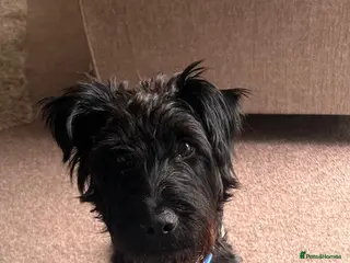 Mixed Breed dogs LOVELY ALFIE SEEKS THE QUIET LIFE - Advert 9