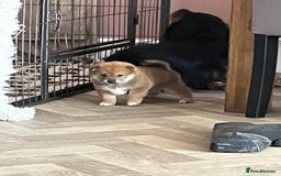 Japanese Shiba Inu dogs for sale: Last Boy - 15 yrs exp Health Checked - Image 11