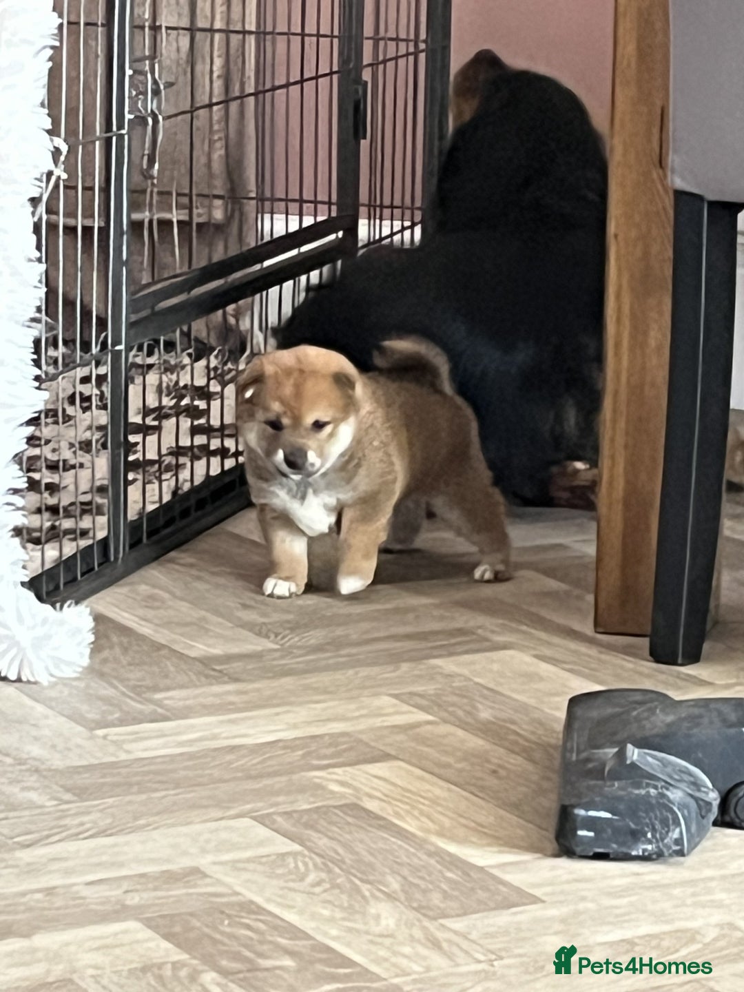 Japanese Shiba Inu dogs for sale: Last Boy - 15 yrs exp Health Checked - Image 11