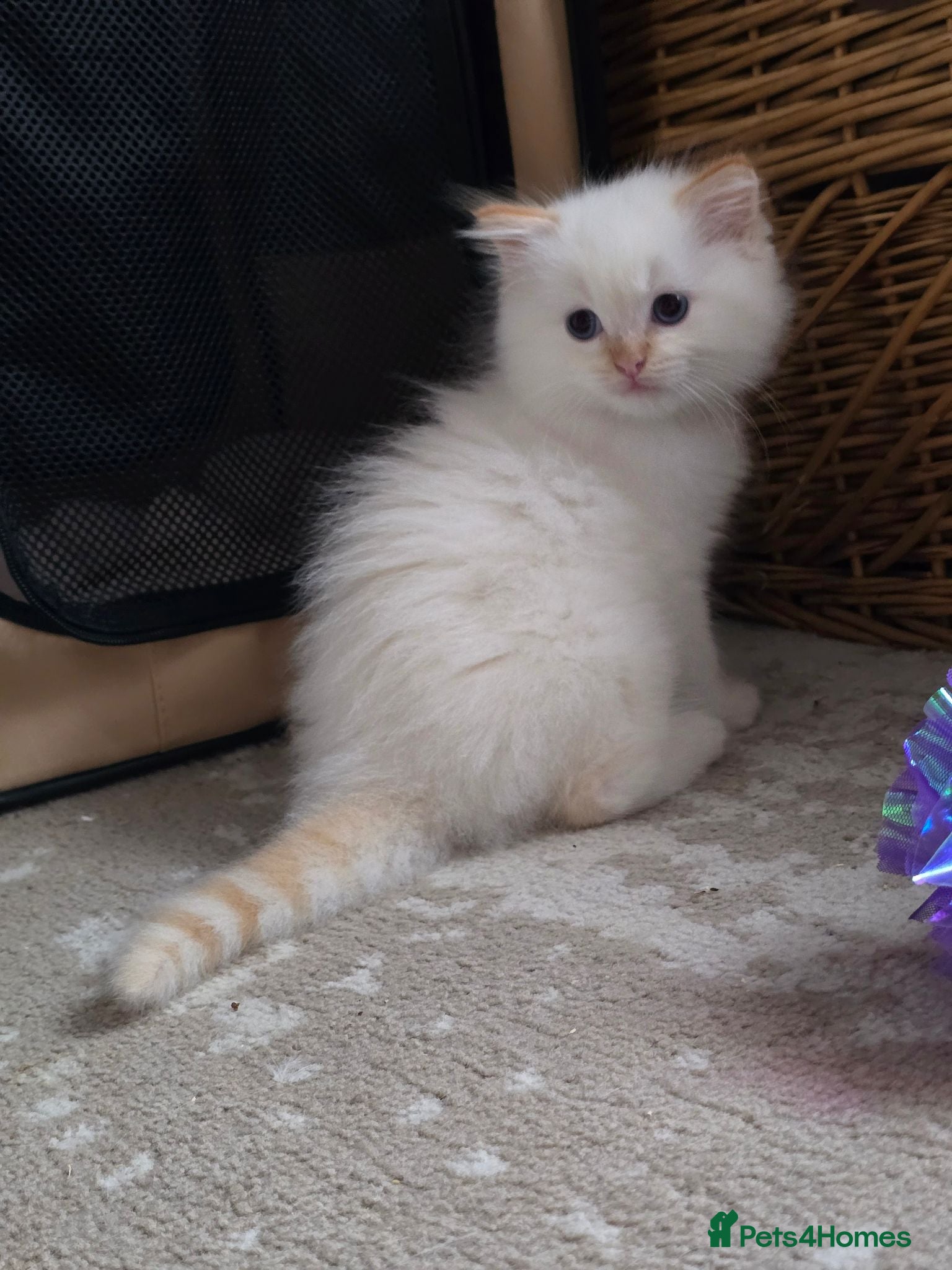 Ragdoll cats Flame point ragdoll kittens  - Advert 5