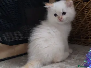 Ragdoll cats Flame point ragdoll kittens - Advert 5