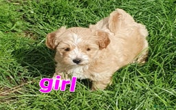 Maltipoo dogs for sale: F1 toy multipoo puppies - Image 3