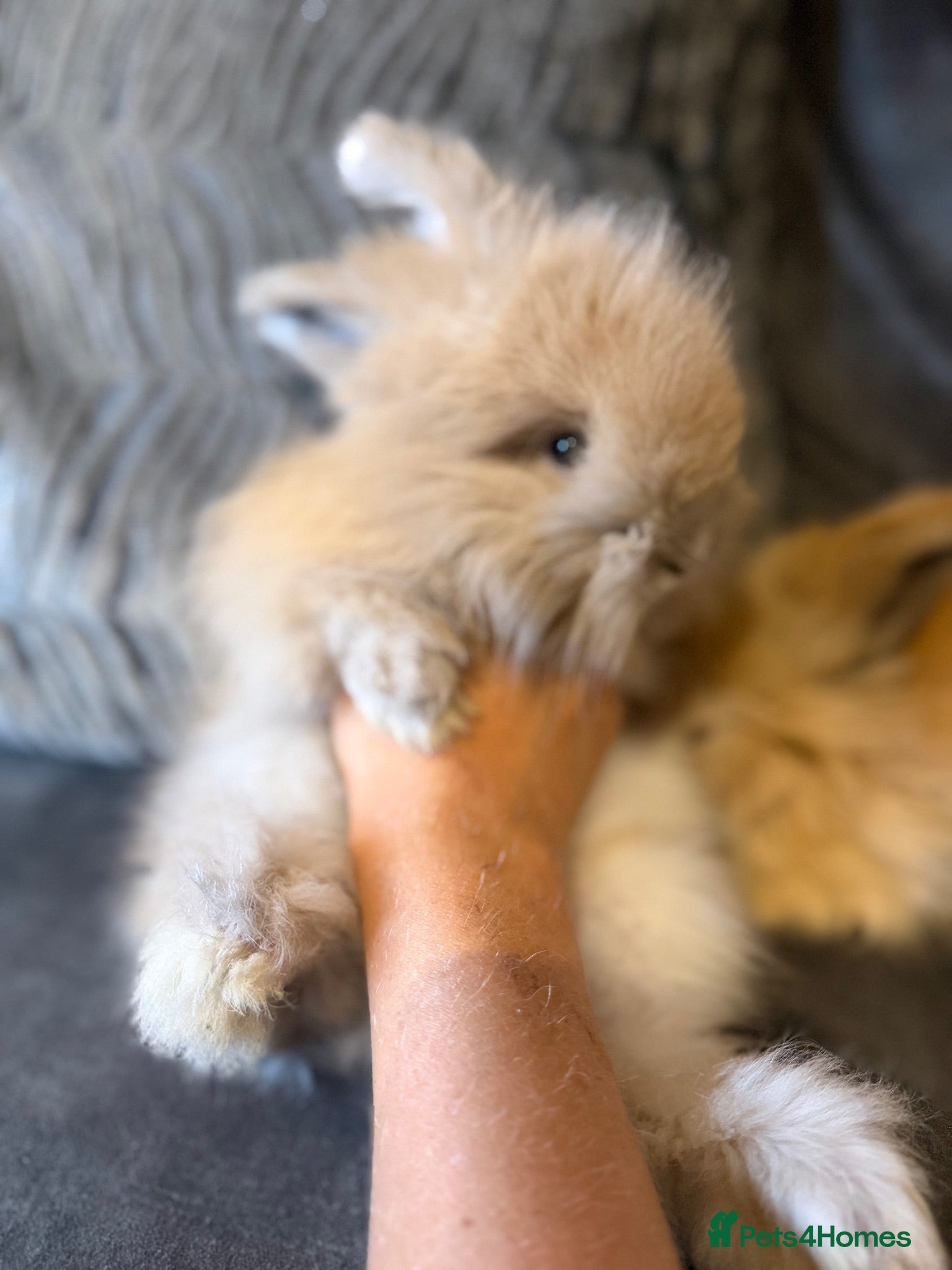 Angora rabbits Angora collection 9th August  - Advert 2