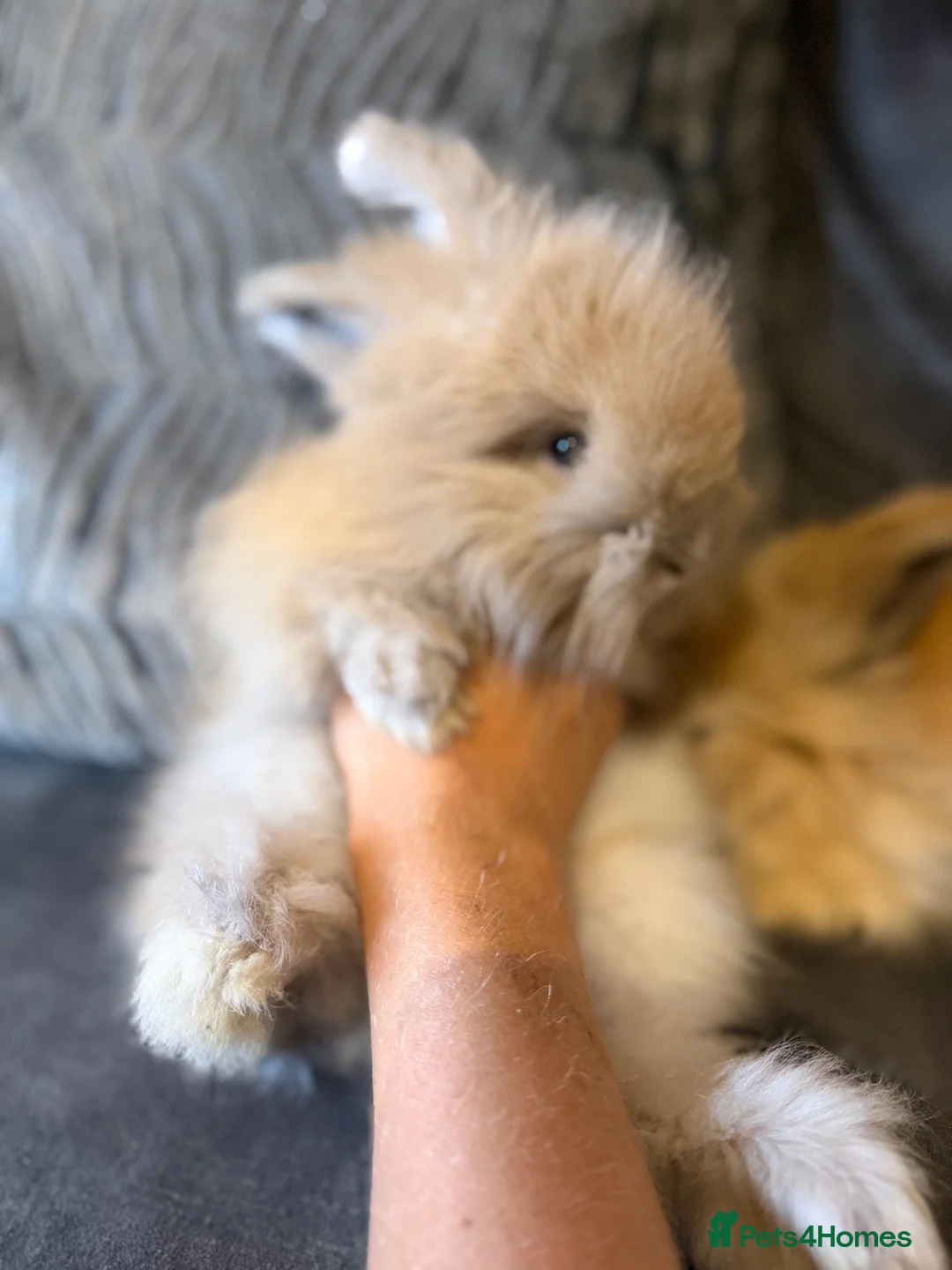 Angora rabbits for sale: Angora collection Ready - Advert 1