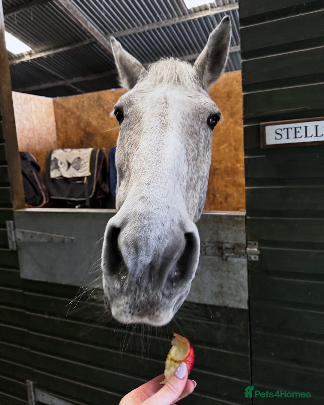 English Warmblood horses for sale: 16hh Schoolmistress  - Image 33