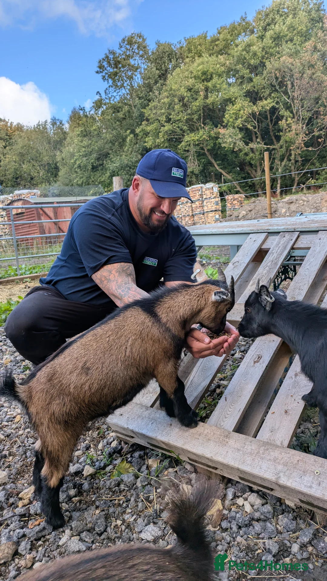 Goats livestock for sale: Pygmy Goats. Beautiful colours  - Advert 2