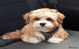 Havanese dogs for sale: Beautiful Puppy Bella Looking for a Loving Home - Image 7