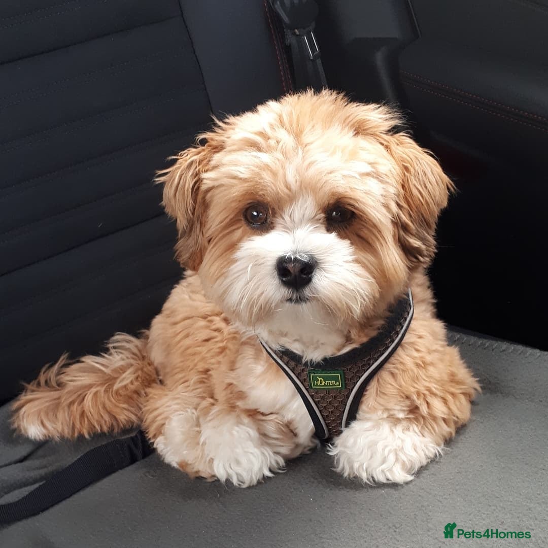 Havanese dogs for sale: Beautiful Puppy Bella Looking for a Loving Home - Image 7