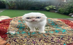 Scottish Fold cats for sale: Stunning Scottish Fold/Straight Kittens - Advert 1