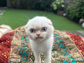 Scottish Fold cats for sale: Stunning Scottish Fold/Straight Kittens - Advert 1