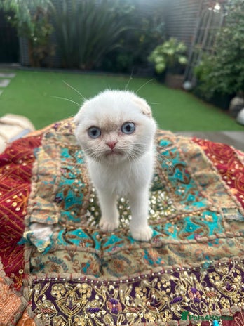 Scottish Fold cats Stunning Scottish Fold/Straight Kittens - Advert 1