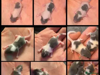 Mouse rodents Tame micro squirrels (read description) - Advert 2