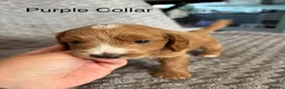 Cockapoo dogs for sale: Beautiful F2 Cockapoos  - Advert 17