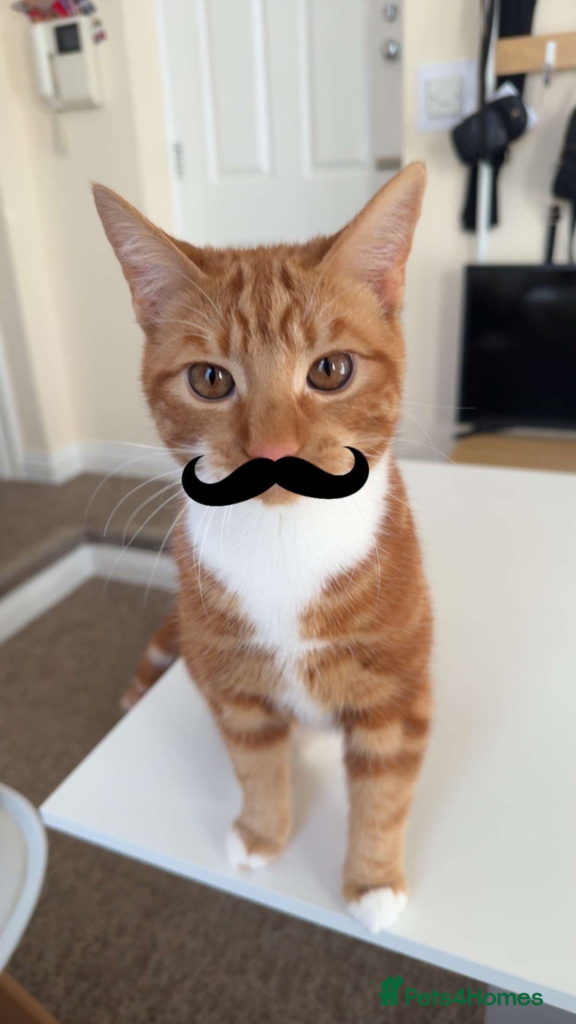 Mixed Breed cats Playful ginger boy Sheldon needs new loving home - Advert 1