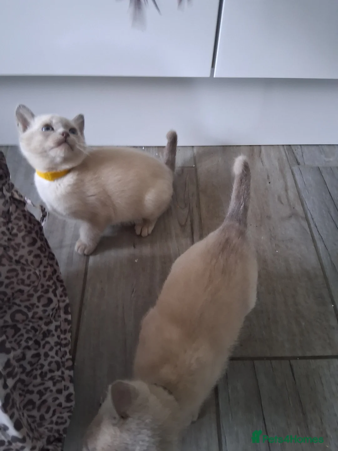 Burmese cats for sale: Stunning lilac kittens available - Advert 7