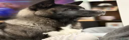 Akita dogs for sale: Beautiful Purebred American Akitas Puppies in Chichester - Advert 12