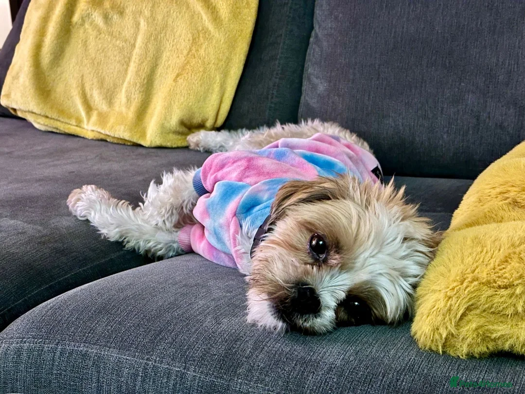 Mixed Breed dogs for sale: 5 year old Shih Tzu 5* home needed.  - Advert 2