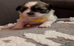 Lhasa Apso dogs for sale: 4 gorgeous Lhasa apso puppies  - Image 17
