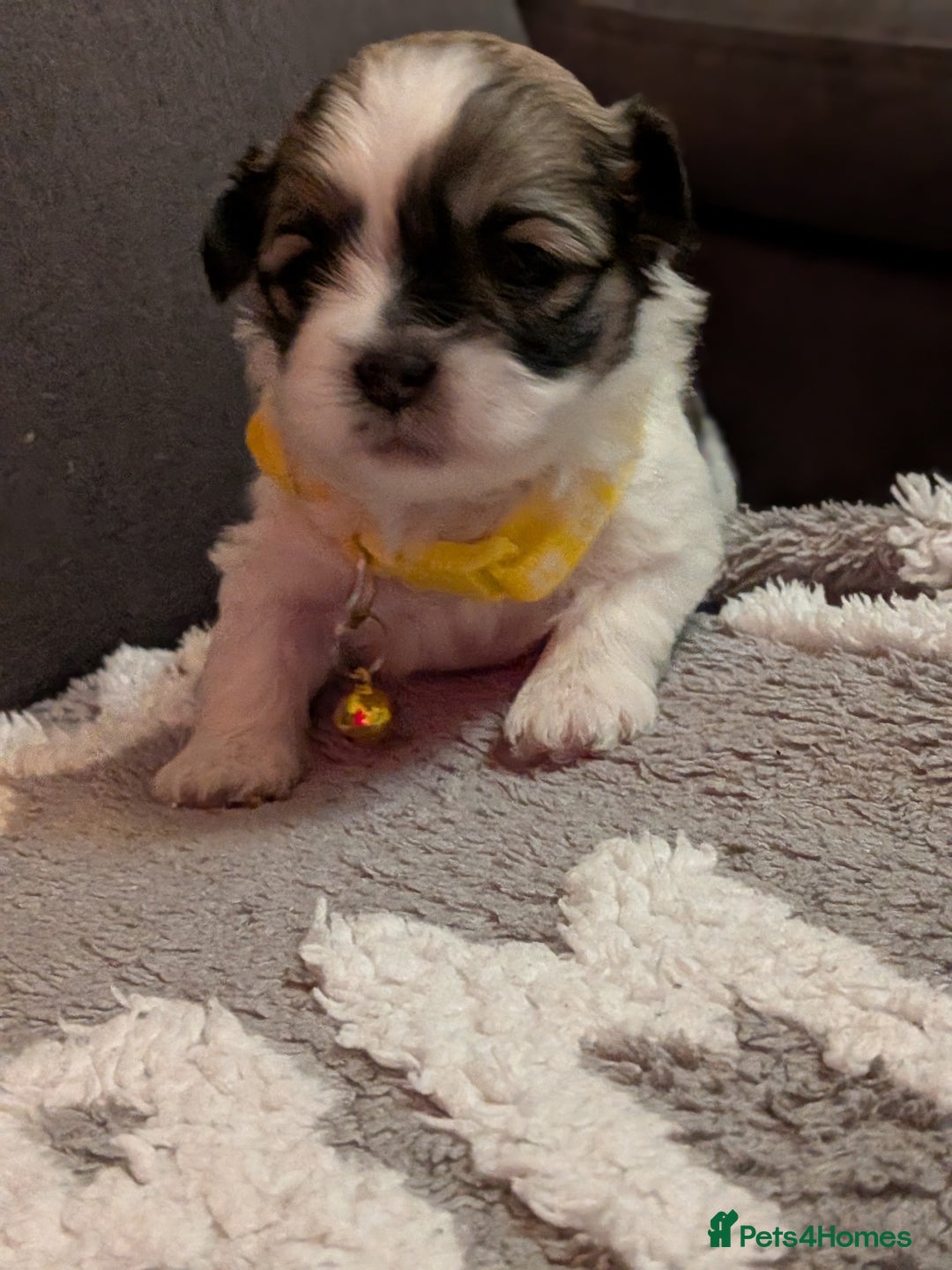 Lhasa Apso dogs for sale: 4 gorgeous Lhasa apso puppies  - Image 17