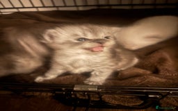 Perdoll cats for sale: Beautiful perdoll babies - Image 11