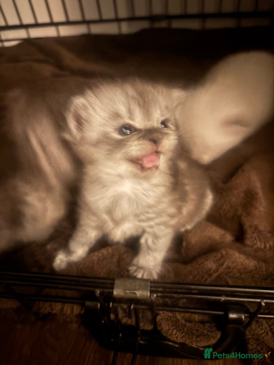 Perdoll cats for sale: Beautiful perdoll babies - Image 11
