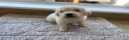 Golden Retriever dogs for sale: Health tested and KC-stunning golden retrievers  - Advert 6