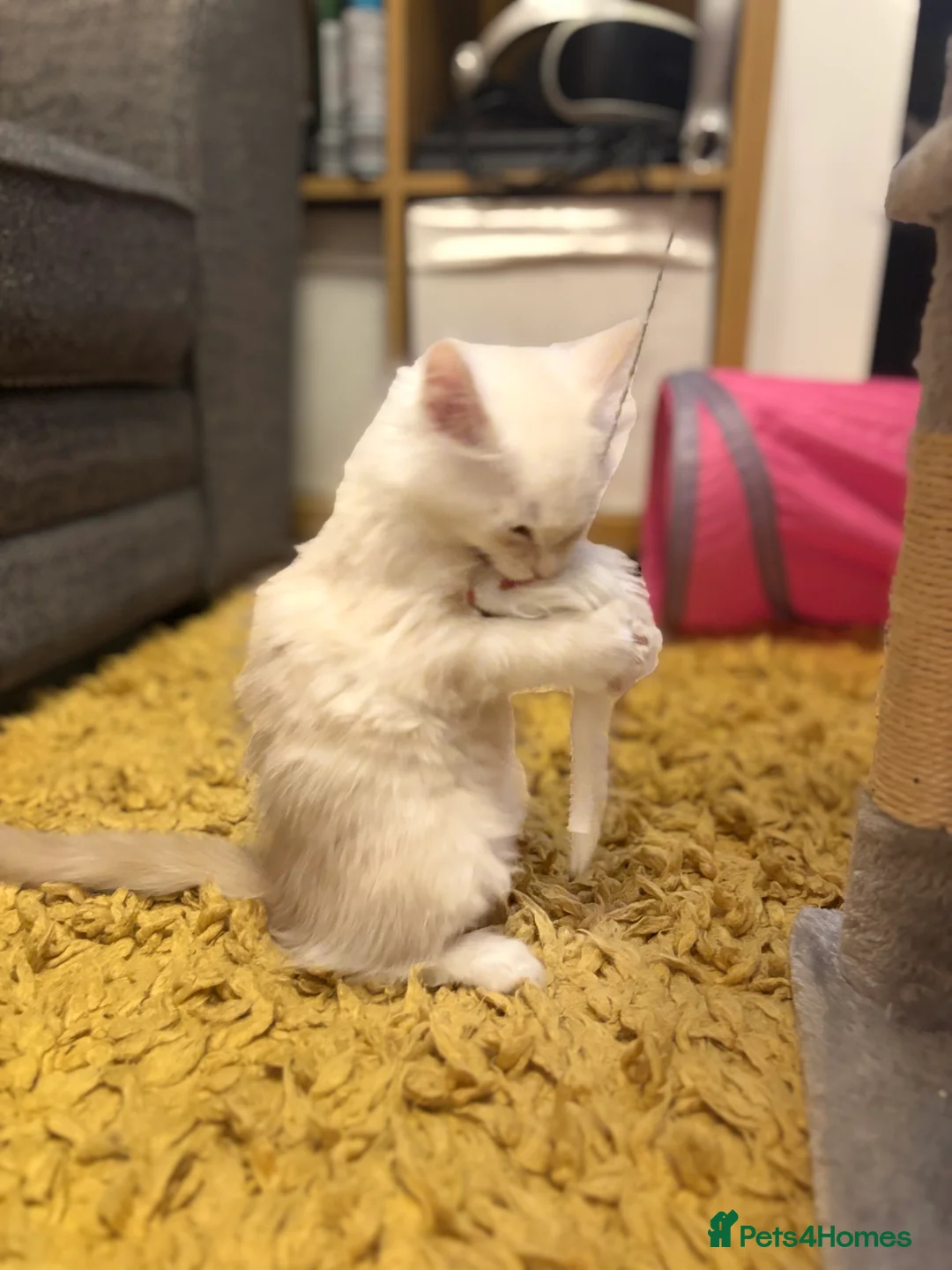 Maine Coon cats for sale: 3 Maine coon kittens looking for a loving home  - Advert 4