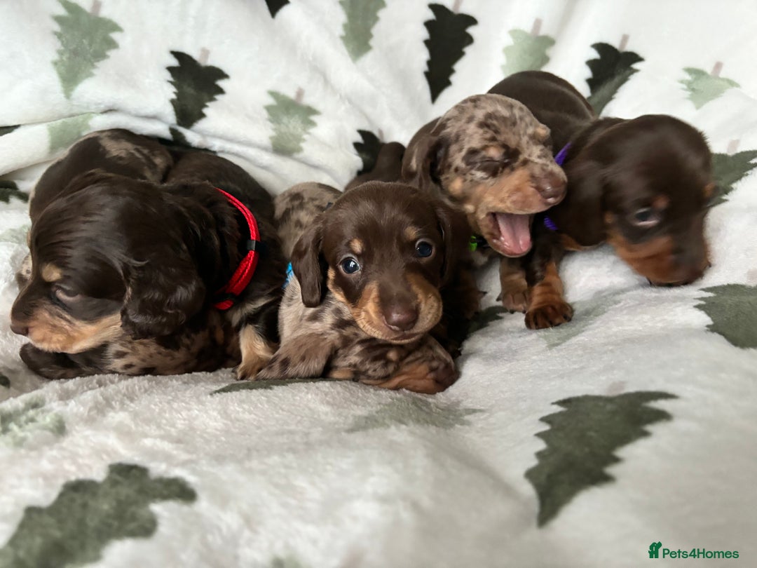 Miniature Dachshund dogs for sale: Last 2 Miniature Dachshund Pups Ready 23rd Dec! - Advert 9