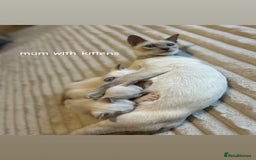 Ragamese cats for sale: Ragamese lilac kittens - Image 12