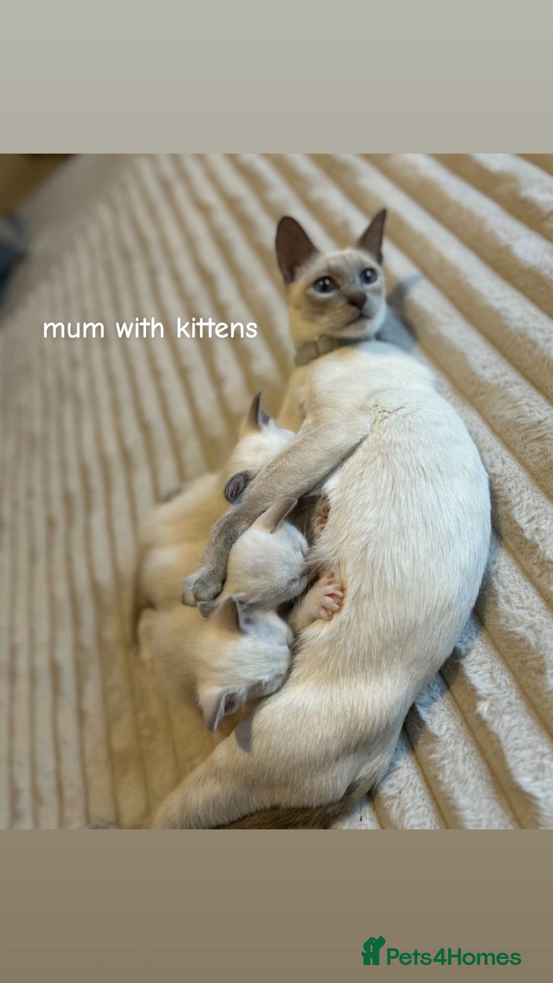 Ragamese cats for sale: Ragamese lilac kittens - Image 12