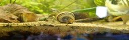 Snails fish for sale: Giant Columbian Ramshorn Snail - Advert 3