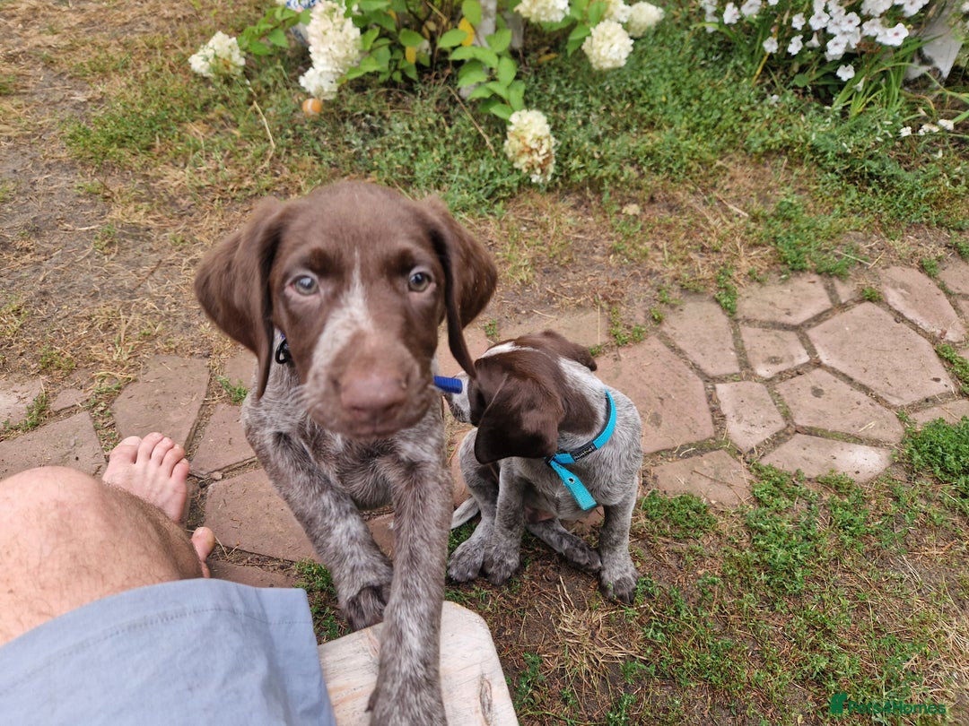 German Shorthaired Pointer dogs for sale: German Shorthair Pointer - Image 2