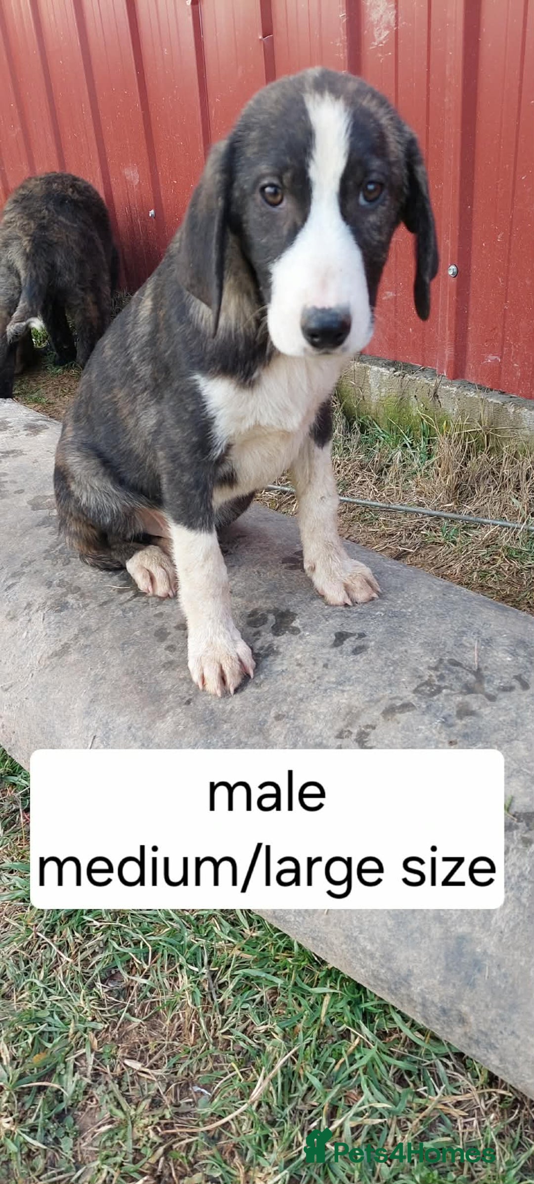 Mixed Breed dogs for adoption: 4.5 months male Macedonian rescue puppy  - Advert 2