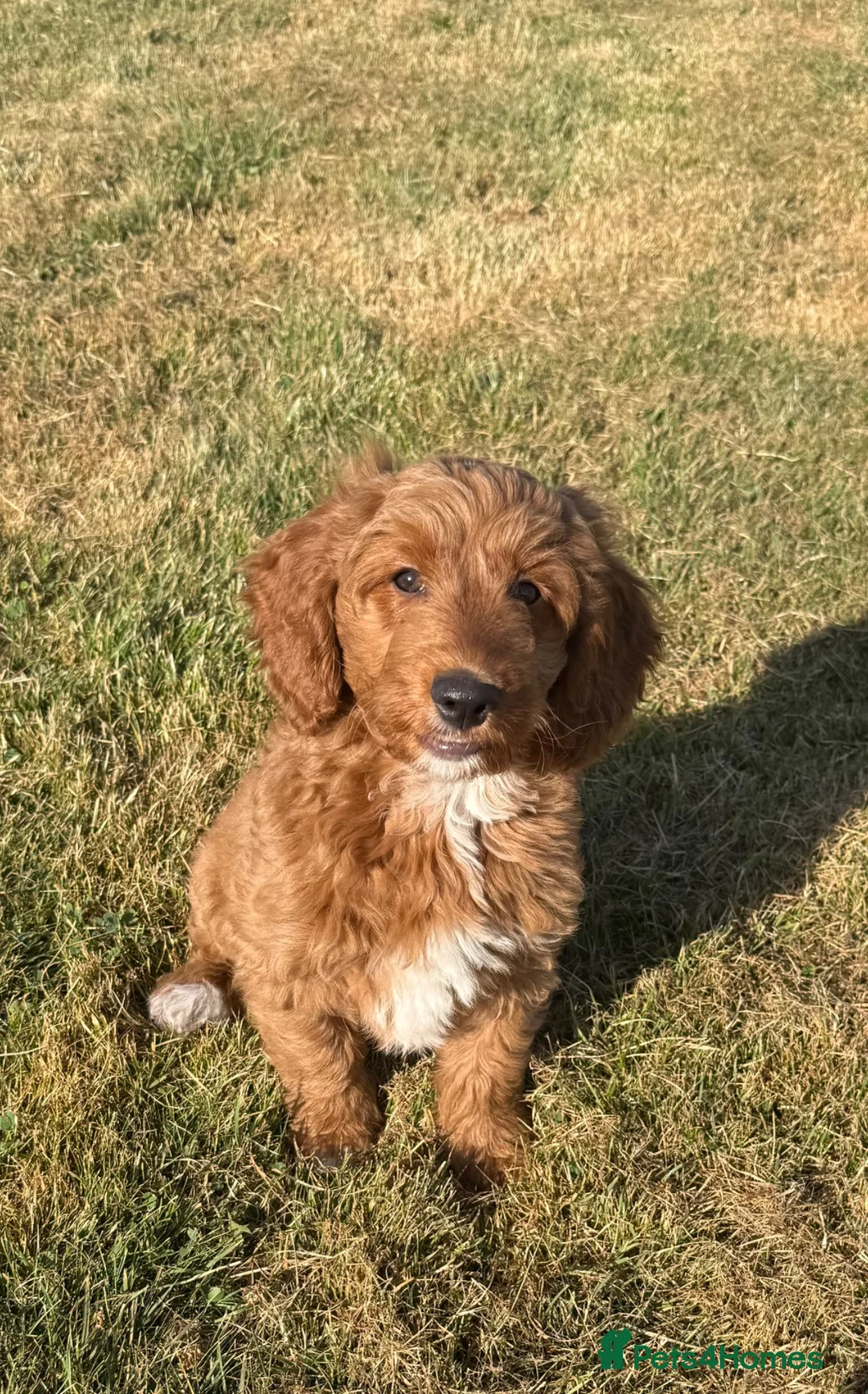 Australian Labradoodle dogs for sale: Australian labradoodles  - Advert 1
