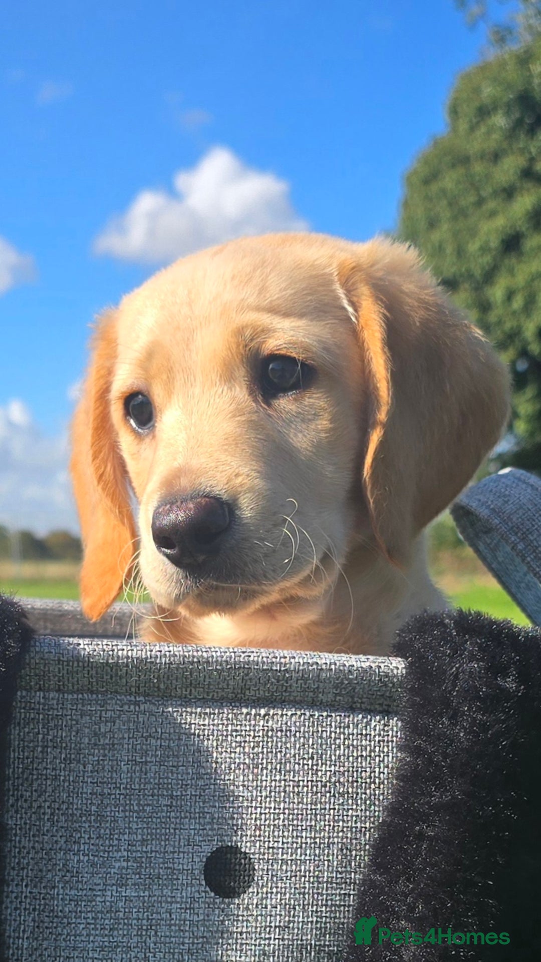 Labrador Retriever dogs for sale: *Beautiful cream labradoodle pups* - Image 6
