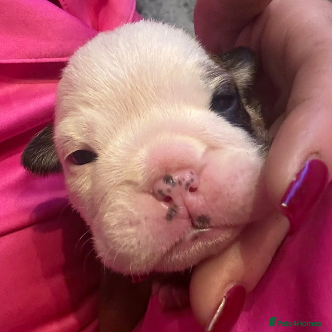 English Bulldog dogs for sale: Traditional English Bulldog Puppies  - Image 23