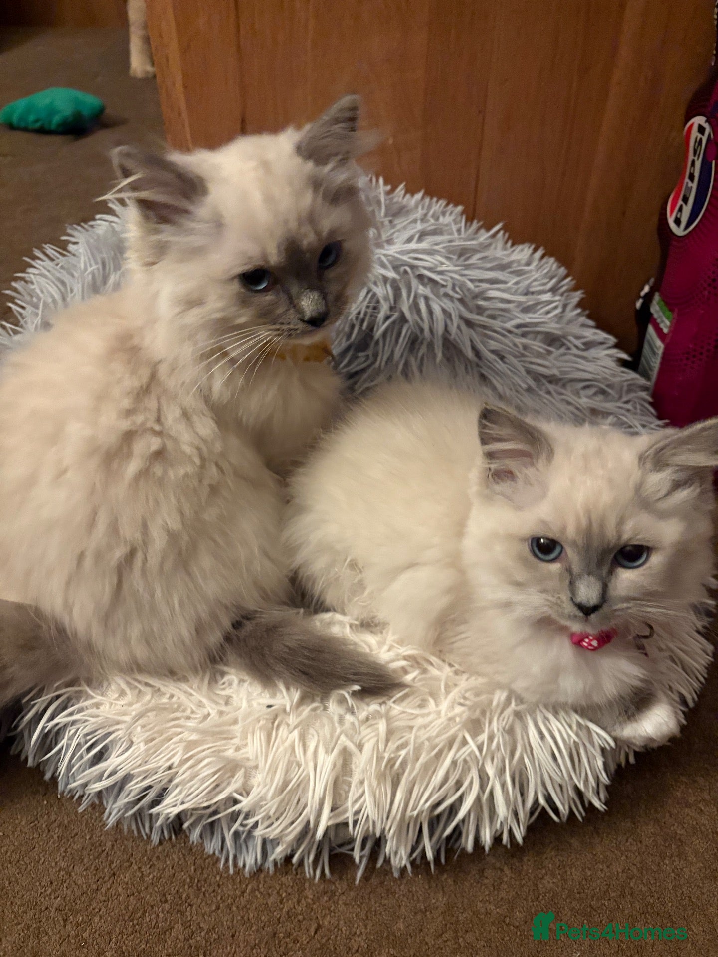 Ragdoll cats Beautiful Lilac Mitted Colourpoint Ragdoll Kittens - Advert 15