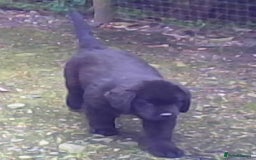 Newfoundland dogs for sale: Newfoundland Puppy 3 - Pedigree Newfoundland Female Puppy READY NOW - Image 5