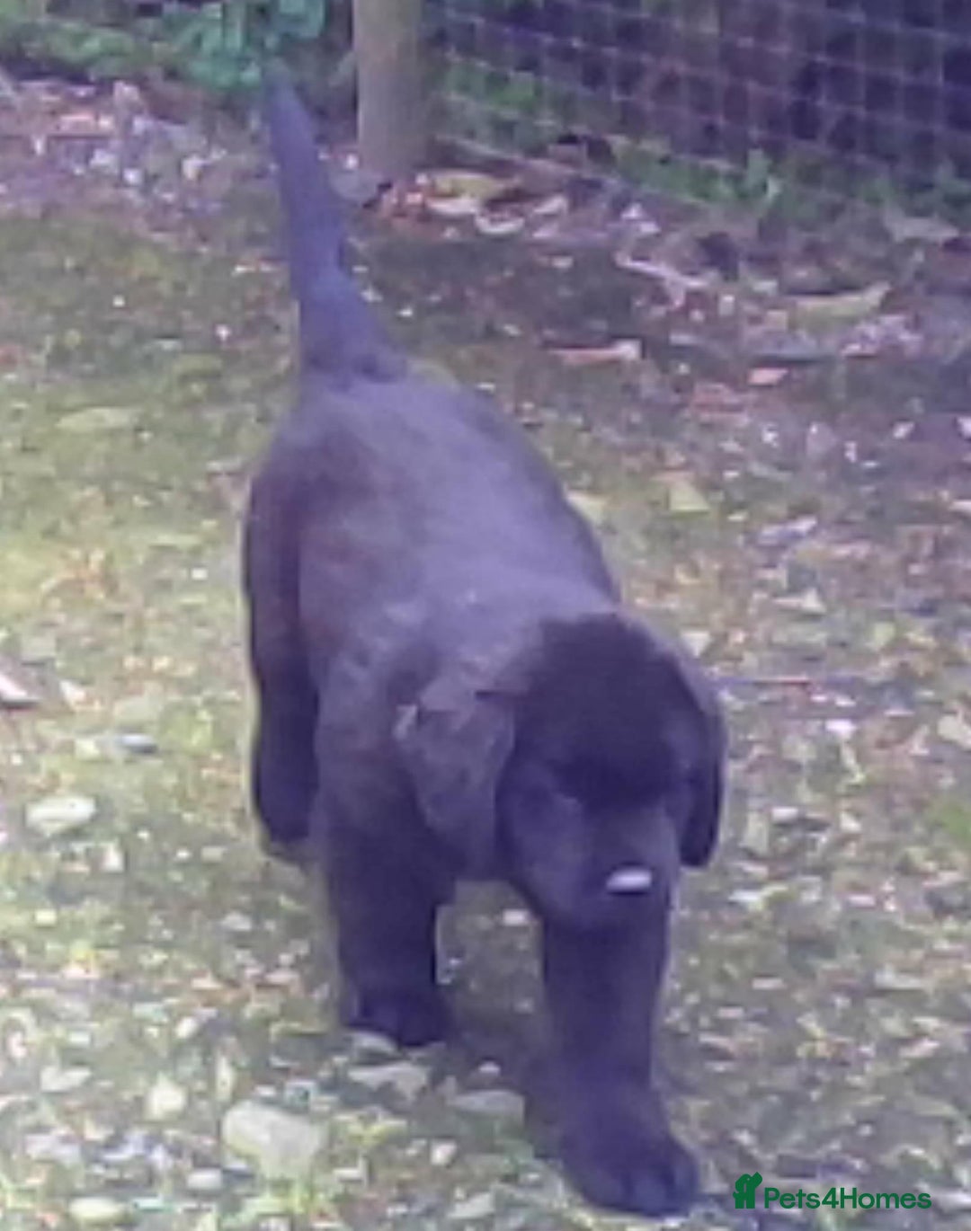 Newfoundland dogs for sale: Newfoundland Puppy 3 - Pedigree Newfoundland Female Puppy READY NOW - Image 5