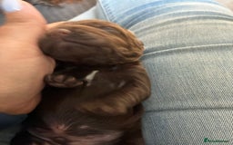 Cocker Spaniel dogs for sale: Beautiful, family cocker spaniels available - Image 13
