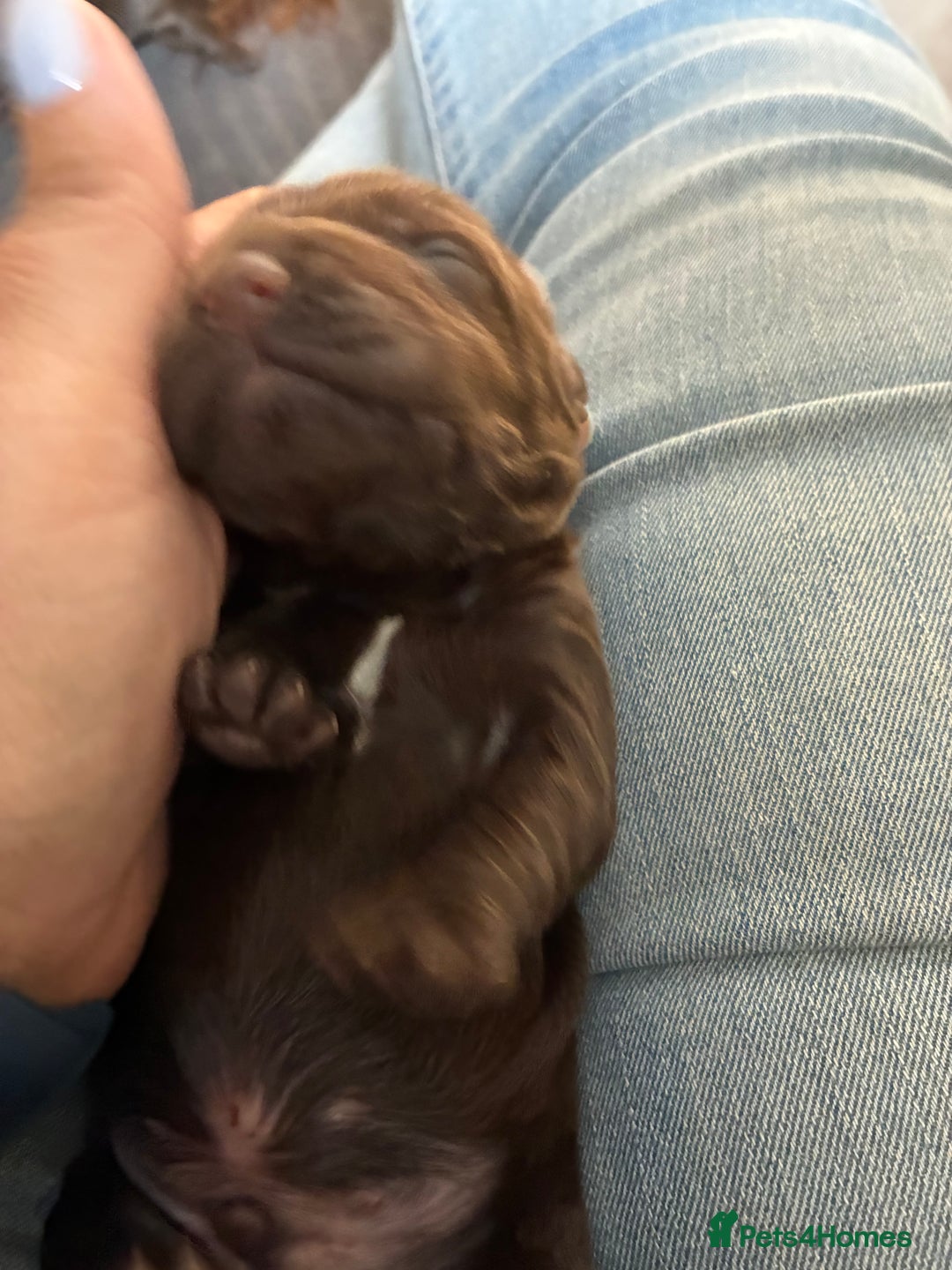 Cocker Spaniel dogs for sale: Beautiful, family cocker spaniels available - Image 13