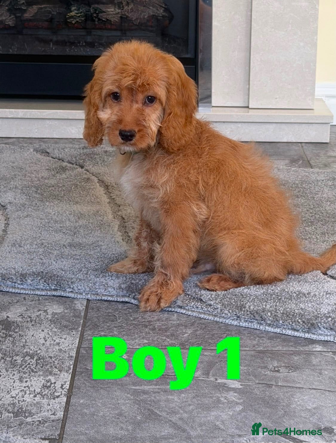 Cockapoo dogs OUTSTANDING GOLDEN APRICOT F1 SHOW TYPE COCKAPOO,S - Advert 4