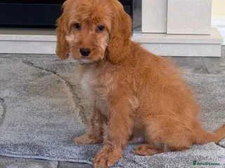 Cockapoo dogs OUTSTANDING GOLDEN APRICOT F1 SHOW TYPE COCKAPOO,S - Advert 4