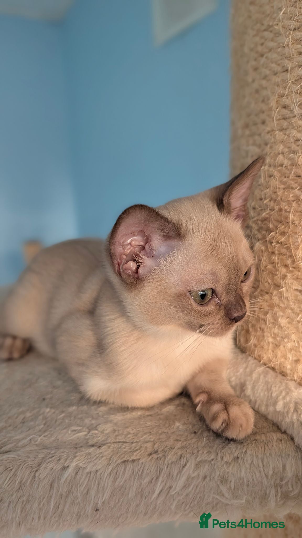 Burmese cats GCCF Chocolate Burmese  - Advert 8
