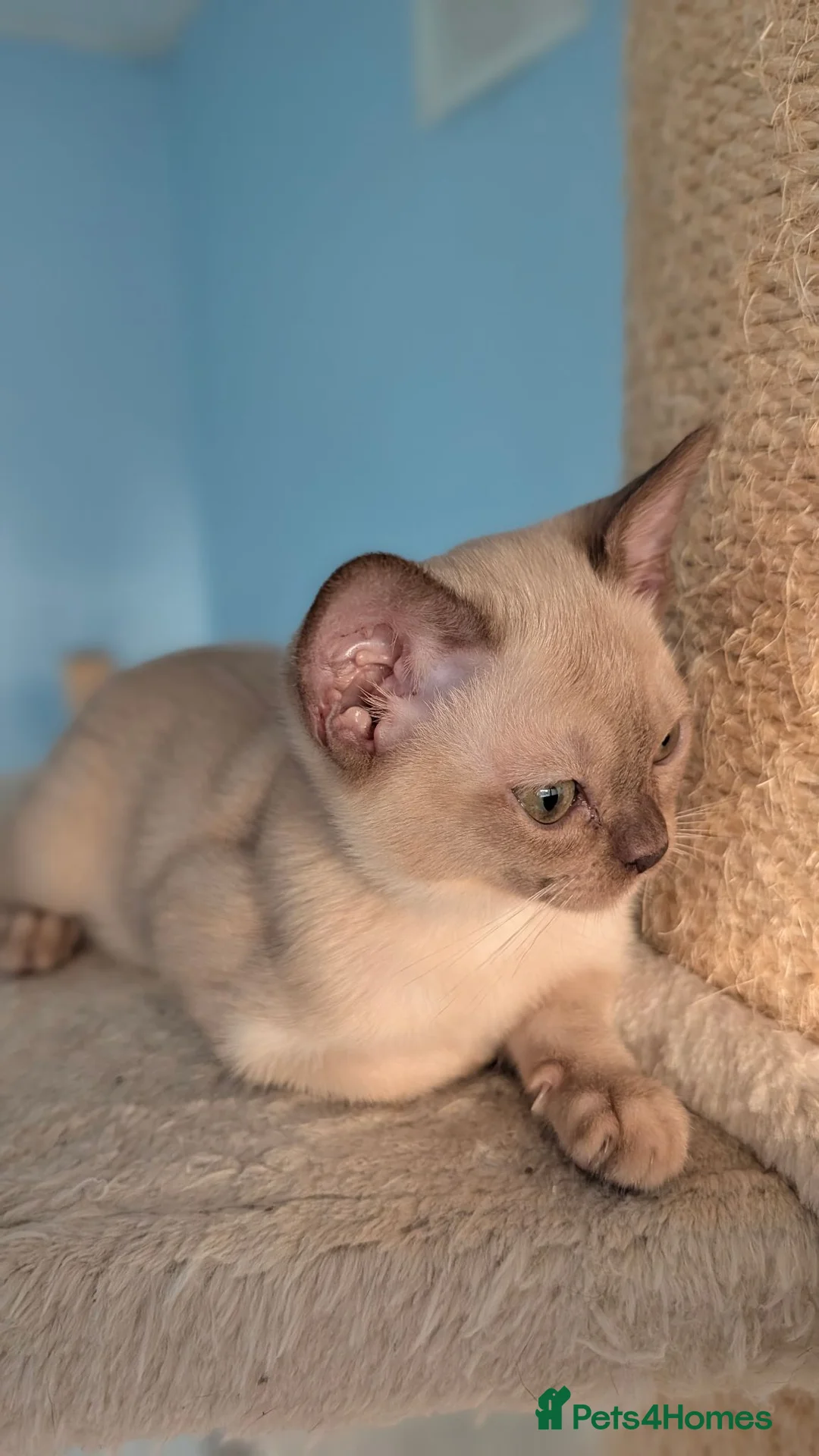 Burmese cats for sale: GCCF Chocolate Burmese  - Advert 2