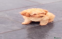 Miniature Poodle dogs for sale: ✨KC Top quality parents health tested pure breed ✨ - Image 7