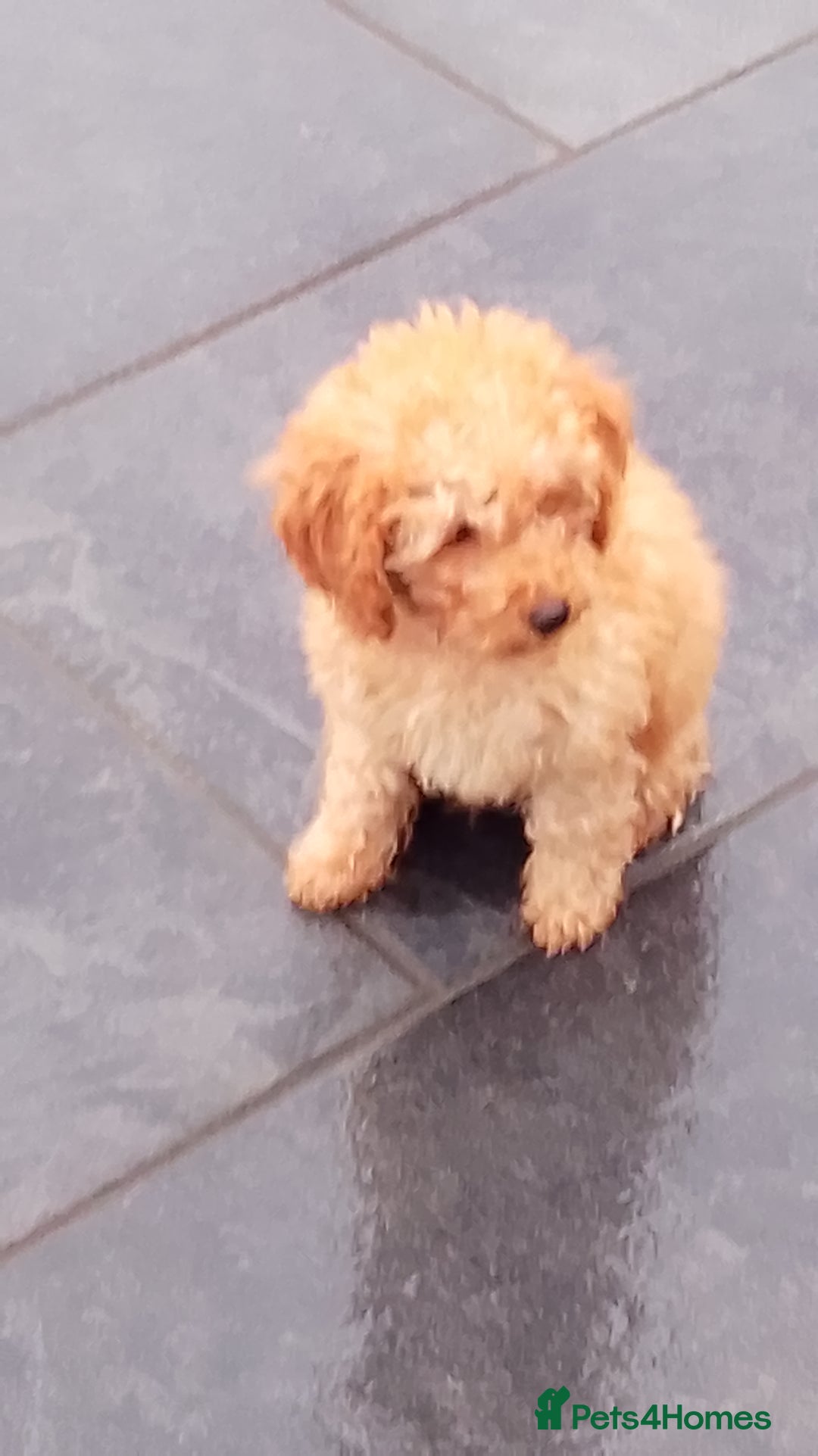 Miniature Poodle dogs for sale: ✨KC Top quality parents health tested pure breed ✨ - Image 7