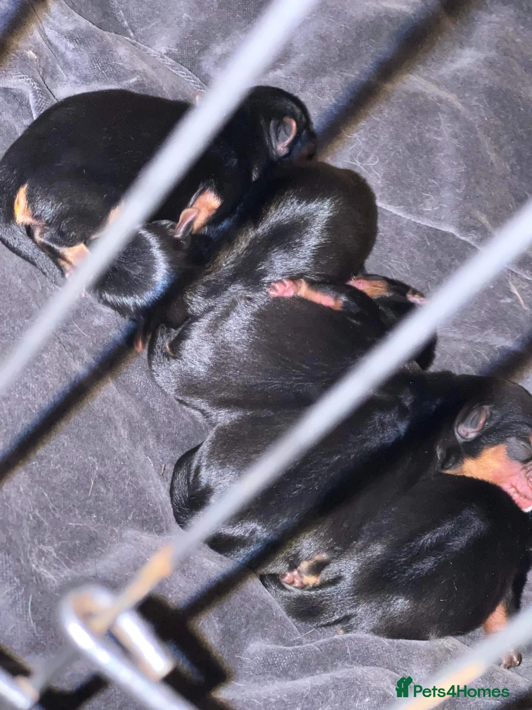 Yorkshire Terrier dogs for stud: Super small Yorkie with short muzzle DNA tested in Sheffield - Advert 11