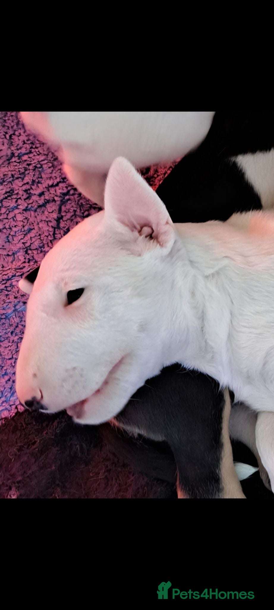 Bull Terrier dogs Stunning Bull Terrier girl ready for new home - Advert 9