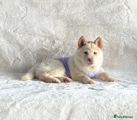 Mixed Breed dogs Lilac platinum female chowsky puppy for sale - Advert 12